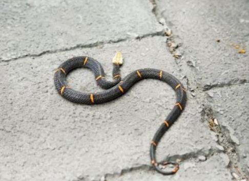 白頭蝰蛇毒性大嗎,白頭蝰為什么叫絕食蛇