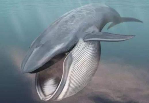 長須鯨和抹香鯨的區別,長須鯨是胎生還是卵生