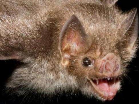 吸血蝙蝠會咬人嗎，吸血蝙蝠為什么只吸血