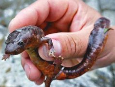 中國火龍會吐火嗎，這種保護動物和水龍的區(qū)別