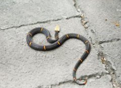 白頭蝰蛇毒性大嗎,白頭蝰為什么叫絕食蛇