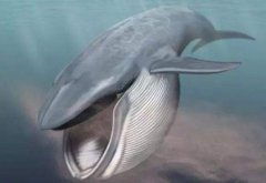 長須鯨和抹香鯨的區別，長須鯨是胎生還是卵生