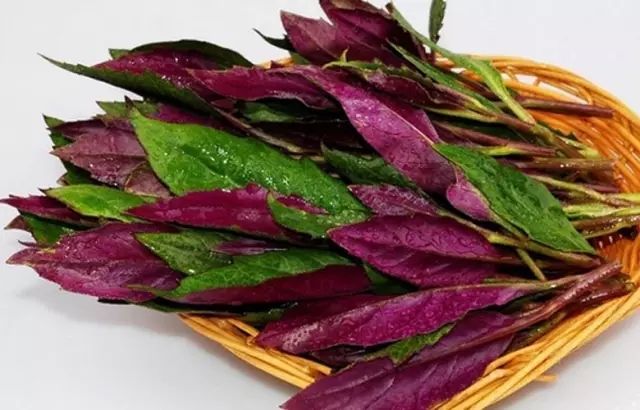 血皮菜有毒嗎,適當食用不會致癌