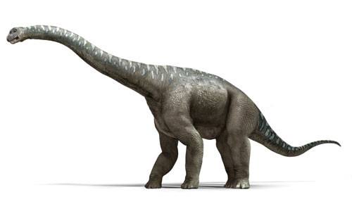 阿根廷龍和腕龍的區別,是肉食動物嗎