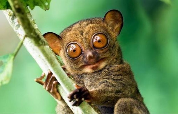 眼鏡猴是菲律賓國寶嗎，為什么在夜間出行