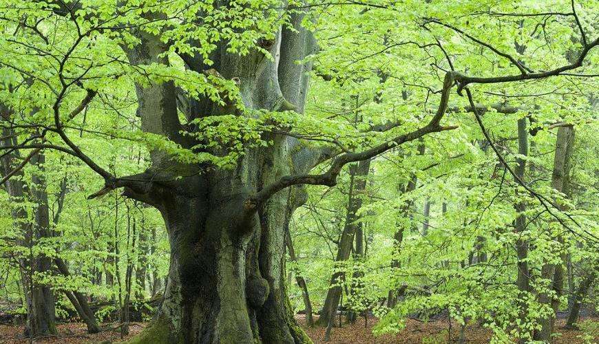 吃人樹真的存在嗎，為什么只吃女人