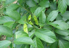 毒魚藤的功效與作用,被它毒死的魚還能吃嗎