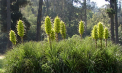 食羊樹是什么，真的吃羊嗎