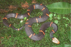 白頭蛇是什么蛇,一種脾氣最怪的毒蛇