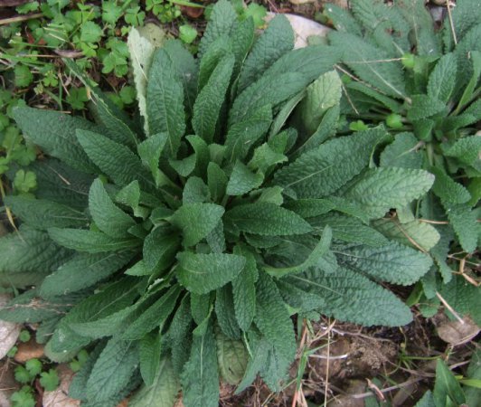 腎炎草的功效與禁忌，讓泌尿系統細胞再生