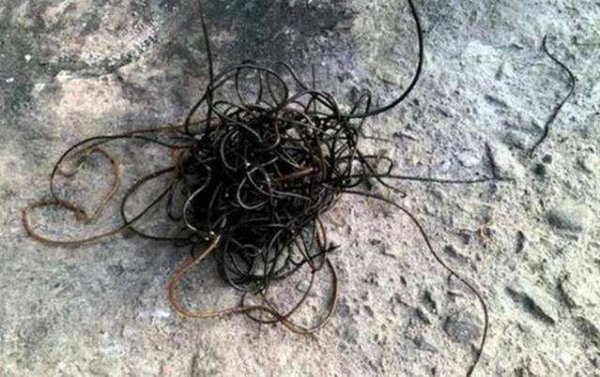 鐵線蟲會寄生在人體嗎，入侵后對人類造成巨大災難