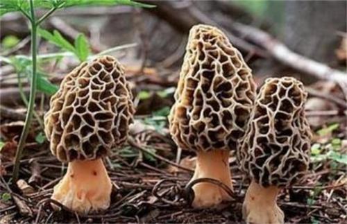 羊肚菌的功效與做法，市場價1000元左右一斤