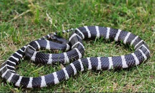 銀環(huán)蛇是保護動物嗎,人被咬傷后多久會死