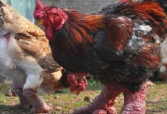 東濤雞為什么不普及,東濤雞是變異的品種嗎