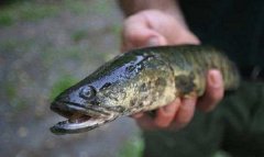 蛇頭魚是不是黑魚，蛇頭魚在中國叫什么魚