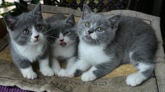 貓的智商是人幾歲智商，什么品種的貓智商最高