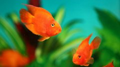 風(fēng)水魚養(yǎng)幾條好旺財(cái)