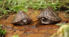 剃刀龜怎么分公母