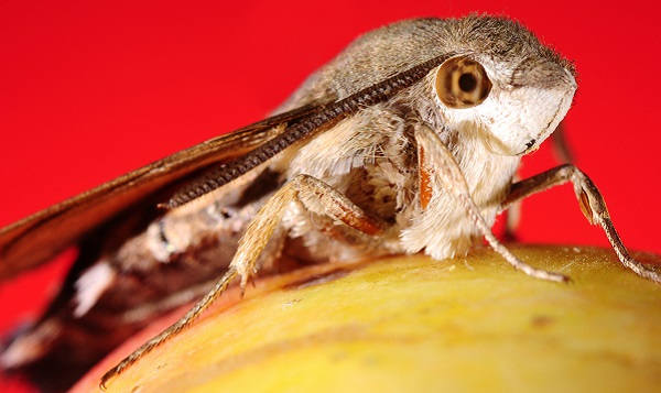 蜂鳥鷹蛾和蜂鳥的區別