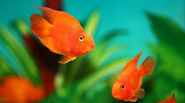 風(fēng)水魚養(yǎng)幾條好旺財(cái)