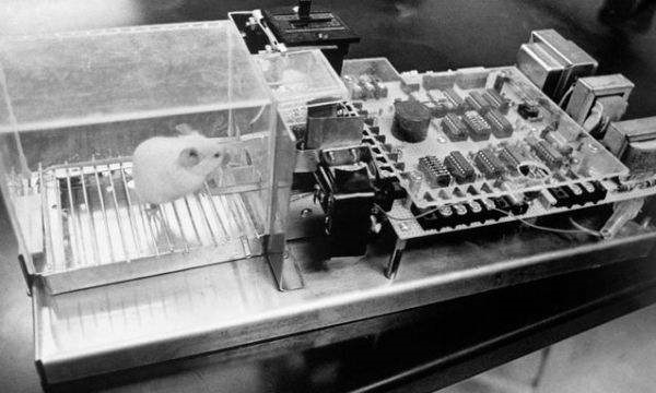 扇貝效應什么意思