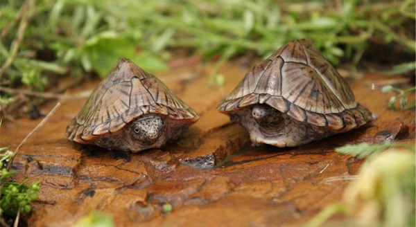 剃刀龜怎么分公母