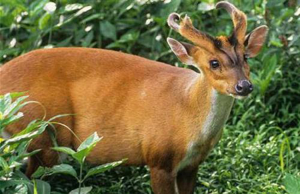 抓麂子會坐牢嗎,會判刑多少年