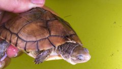 南石龜怎么養(yǎng)，南石龜能長(zhǎng)多大