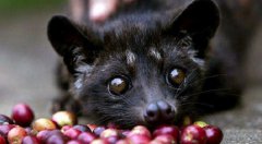 麝香貓多少錢一只，麝香貓咖啡一斤多少錢