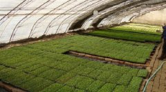 芽苗菜的生意好做嗎，芽苗菜為什么不好賣