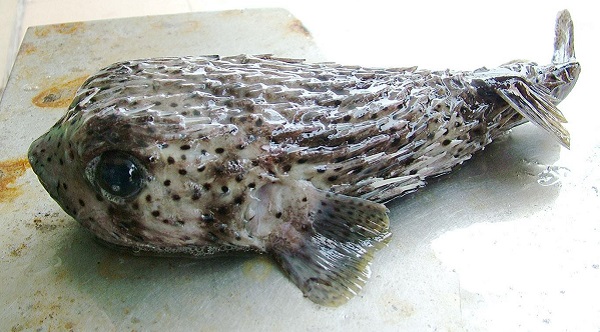 老虎魚多少錢一斤,老虎魚有毒嗎