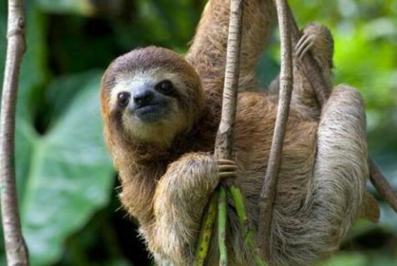 樹懶和考拉的區別，會懶到餓死嗎