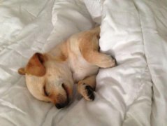 狗狗為什么喜歡挨著主人,是很依賴主人的表現