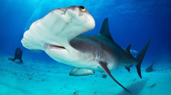錘頭鯊是不是保護(hù)動(dòng)物，這種鯊魚(yú)吃人嗎