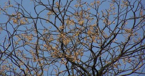 苦楝樹的風水象征含義,向陽而生寓意積極