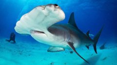 錘頭鯊是不是保護動物,這種鯊魚吃人嗎