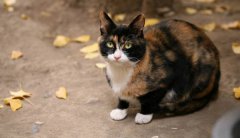玳瑁貓多少錢一只,玳瑁貓和三花貓的區別