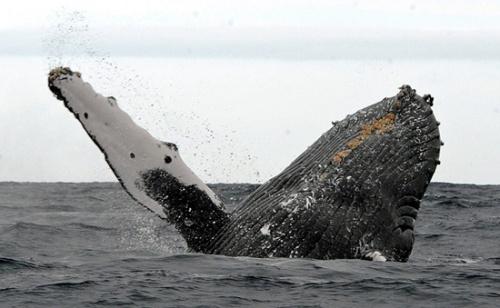 座頭鯨身上的疙瘩是啥，和比藍鯨哪個大