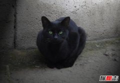 女人養(yǎng)貓的好處和壞處，養(yǎng)貓陰氣重如何破解