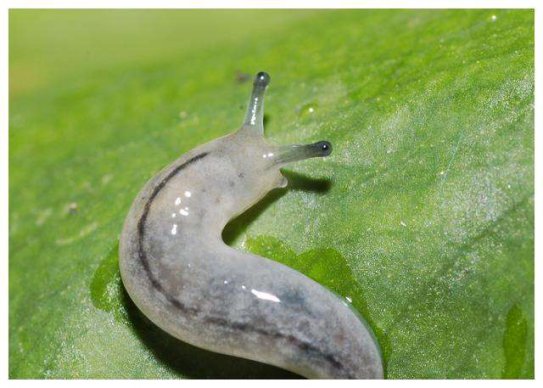 鼻涕蟲對人有沒有危害,鼻涕蟲和蝸牛有什么區別