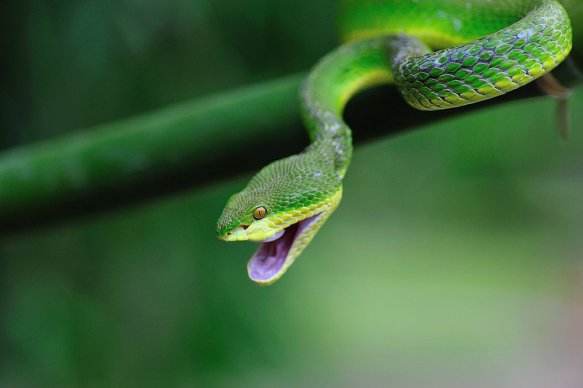 竹葉青蛇毒性大嗎,被竹葉青蛇咬了怎么辦