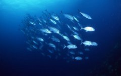 深海魚有哪些,深海魚油好嗎