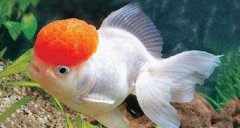 冷水魚有哪些品種，冷水魚什么品種最漂亮