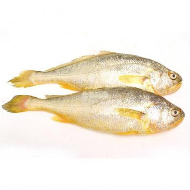 黃瓜魚和黃花魚一樣嗎,前者體型更大