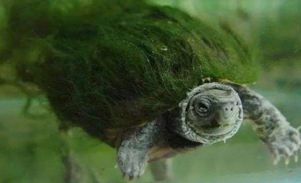 綠毛龜是怎樣形成的 壽命有多長 毛掉了還會長出來嗎