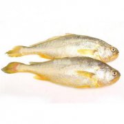 黃瓜魚和黃花魚一樣嗎,前者體型更大