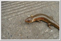 四腳蛇有毒嗎 和壁虎的區別 功效與作用