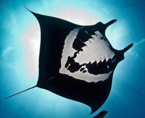 魔鬼魚和鰩魚的區(qū)別,魔鬼魚多少錢一斤