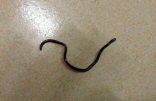 鐵線蟲是什么,鐵線蟲會寄生在人體嗎