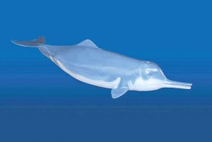 白鰭豚用什么呼吸的,白鰭豚是哺乳動物嗎